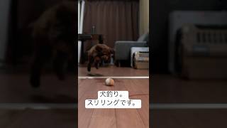 犬釣り。普通の釣りと同じくらいスリリング。トイプードル。 #トイプードル #puppy