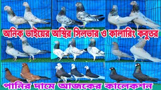 অনিক ভাইয়ের সিলভার গিরিবাজ ও কালারিং কবুতর কালেকশন দেখুন Gribaz \u0026 coloring Pigeions #pigeon #birds