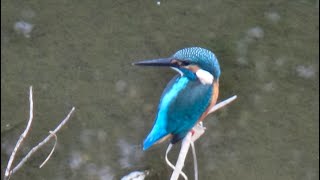 境川のカワセミ2022 9 5【小林博巳】