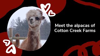 Meet the Alpacas of Cotton Creek Farms