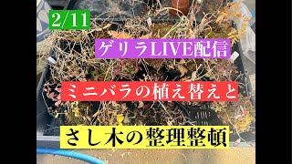 まるなかBONSAI がライブ配信中！