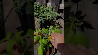 So how exactly do you harvest basil? Watch to find out!