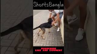 এই কুকুরটিকে দেখুন  #shorts #shortsbangla