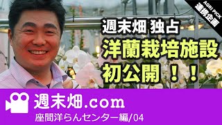 メディア初公開の洋蘭栽培施設とコンパクト＆ゴージャス横浜なでしこ | 座間洋らんセンター 第4回