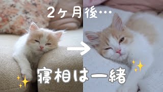 たった2ヶ月でこんなに子猫が大きくなりました！大きくなっても寝相は一緒（笑）【生後4ヶ月】