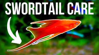 Swordtail Fish Care: 7 Things You Should Know Before You Buy Swordtails!