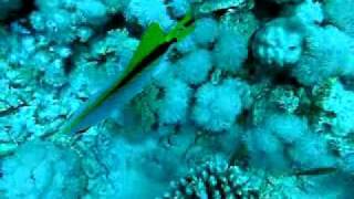 Lined butterflyfish-1.flv