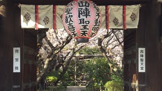 ゆるりとめぐる　雨宝院　歓喜桜