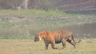 Massive Kaziranga male tiger KZT-89