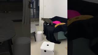 Latest Cute Funny Cats Moments Funny Pets Shorts Clips Compilations 😺😁😁 -EPS1218 #crazycats