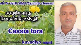 Cassia tora |કુવાડીયાના ફાયદા | चक्रमर्द के फायदे| chakramard plant|ત્વચા રોગ નાશક|kuvadia ke fayde|