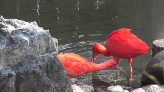 ショウジョウトキ食事