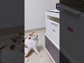 １分で癒やされるネコの動画5選 cat cute kitten pets 猫 shorts