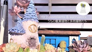 わが家の観葉植物と多肉植物ツアー  [Succulent plant]