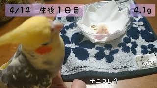 オカメインコ　人工孵化　生後０日から人工飼育　生後１日目の記録