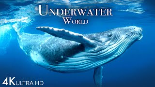 Underwater World 4K - Incredible Colorful Ocean Life | Marine Life | Scenic Rela