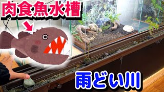 雨どい川の後ろで肉食魚を飼育したいので水槽立ち上げ！