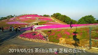 【過去旅行動画】茶臼山芝桜の丘 2019/05/25