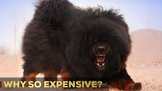 Why Are Tibetan Mastiffs So Expensive? | 5 Reasons | So Expensive.