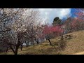 宝登山ハイキング（梅百花園）