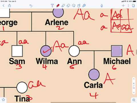 How do you find the genotype in a pedigree?