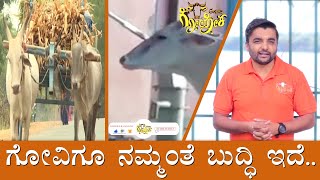 Cow Is As Versatile As Us | ಗೋವಿಗೂ ನಮ್ಮಂತೆ ಬುದ್ಧಿ ಇದೆ...!