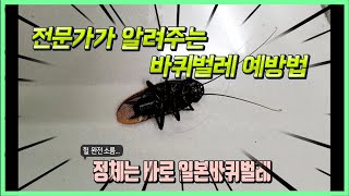 봄부터 나오는 바퀴벌레 예방법 알려드릴게요 꼭 보세요