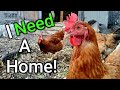 Budget Backyard Chicken Coops 2 Different Ways- Backyard Chickens