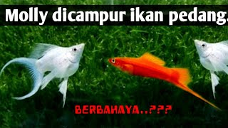 INI JADINYA Bila Ikan molly dan ikan pedang / xiphophorus helleri dicampur