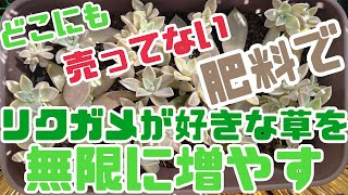 【人間も食べられる多肉植物】どこにも売ってない肥料で無限に増える草をめちゃくちゃ簡単に育てる