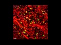 Viewing super-resolution cells in real time