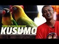 KUSUMO CUP : Pertama Kali Tampil Lovebird KUSUMO Setelah Di Kandang Breeding