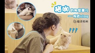 探店vlog|一天探访三间猫咖,吸猫50只,最后猫先秃还是人先秃?