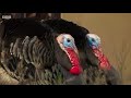 turkey trio battle for a mate the mating game – bbc