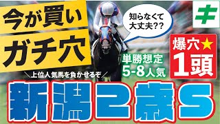 新潟２歳ステークス 2023【穴馬/予想】クラシック級の大器！？「☆あの馬」の衝撃の末脚に心奪われた！