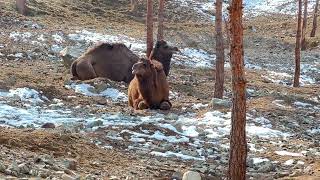 Iranian camel | شتر ایرانی