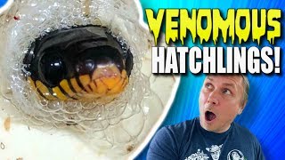 MY LAST SNAKE EGGS ARE HATCHING!! VENOMOUS SNAKE BABIES!!! | BRIAN BARCZYK