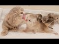 A cute kitten desperately enduring the intense grooming of the mother cat...