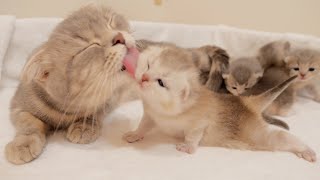 A cute kitten desperately enduring the intense grooming of the mother cat...