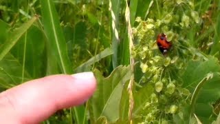 てんとう虫とバッタがちょと怖いかも【ナナホシテントウ】