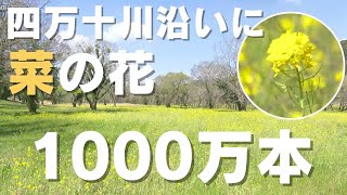 「四万十川沿いに1000万本の菜の花が満開！ 四万十に春到来」2024/3/8放送