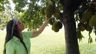 Sarah's Front Yard Jackfruit Tree in South Florida