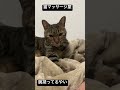 腕を揉んでくれる猫のマッサージ屋 猫 cat ねこ shorts