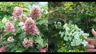 How And When To Prune Oakleaf Hydrangeas To Get Beautiful Blooms