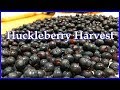 Huckleberry Harvest