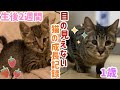 【成長記録】”目の見えない捨て猫”を保護して幸せな家猫になるまで。