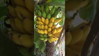 കുള്ളൻ കാവൻഡിഷ് വാഴപ്പഴം 🍌