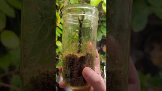 Easy fig rooting method using a jar #figcutting #figs #chicagohardy #propagating