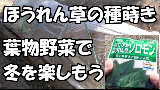 【ほうれん草】12月30日：ほうれん草の種まき