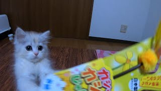 初めてのおもちゃで遊ぶ子猫が可愛過ぎた！ミヌエット、二か月。 A cat playing with a new toy was so cute. Kitten, Minuet, 2 months.